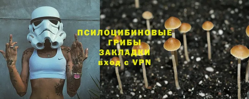 Галлюциногенные грибы Psilocybine cubensis  как найти   Вяземский 